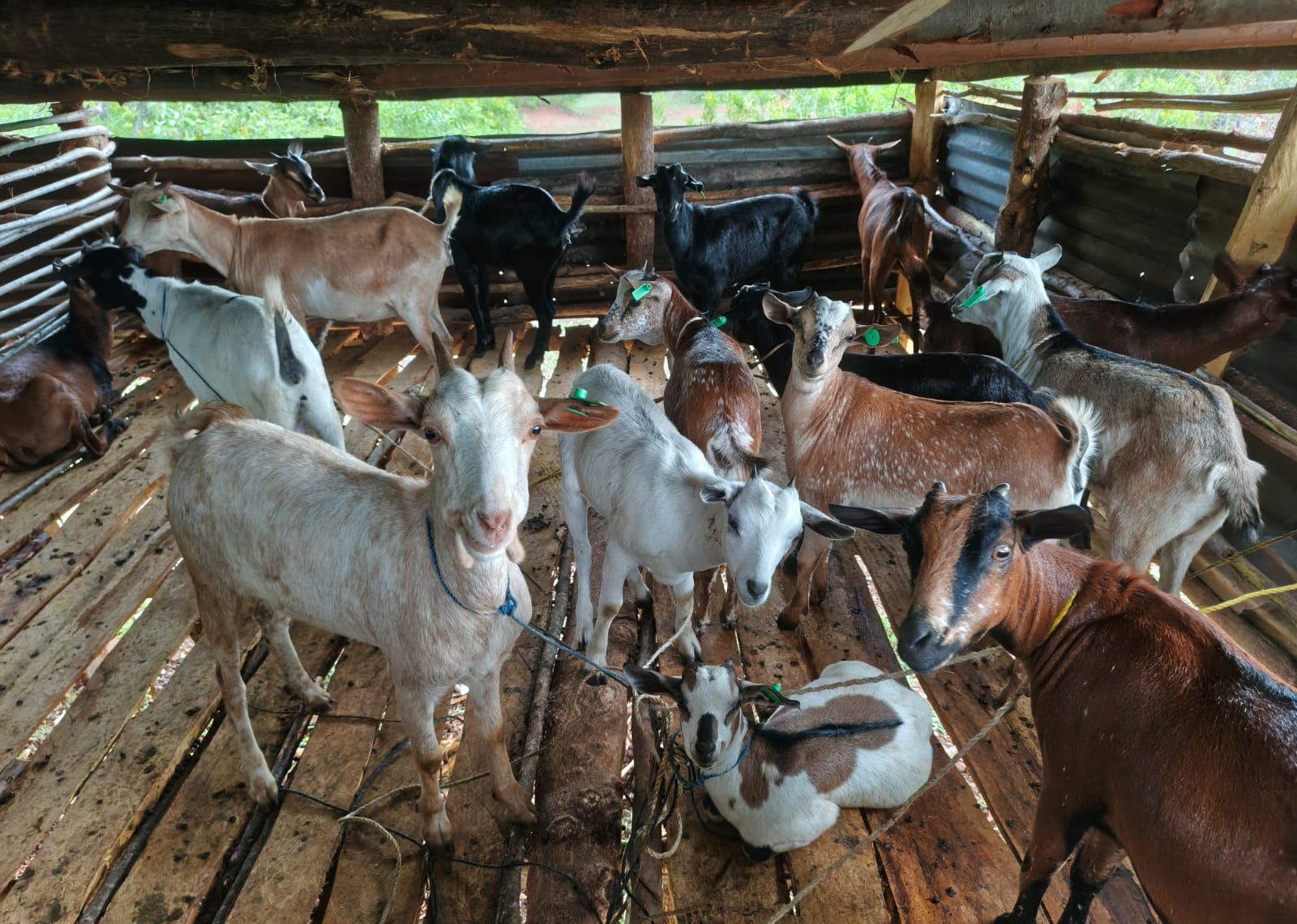 Local East African goats inside a new pen